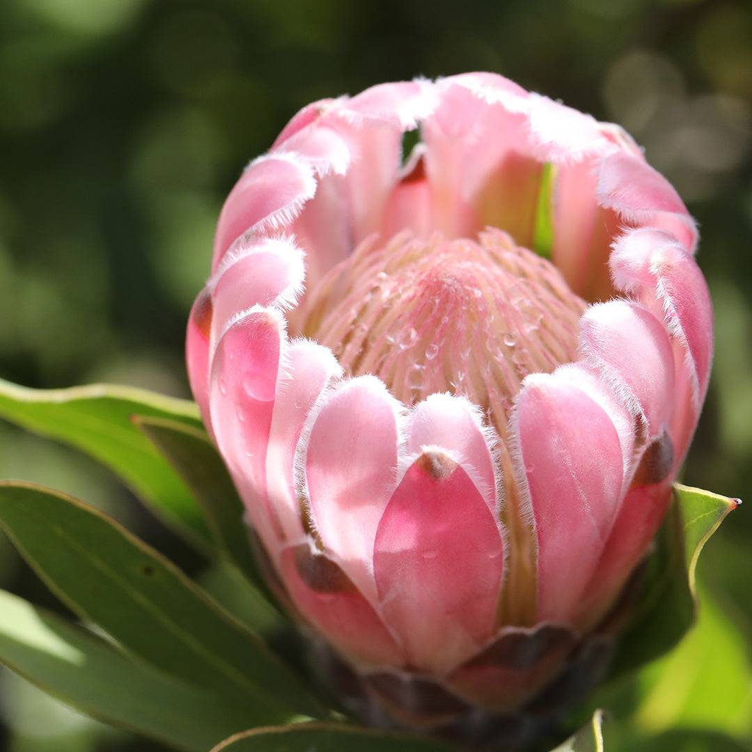 Protea Pink Pearl