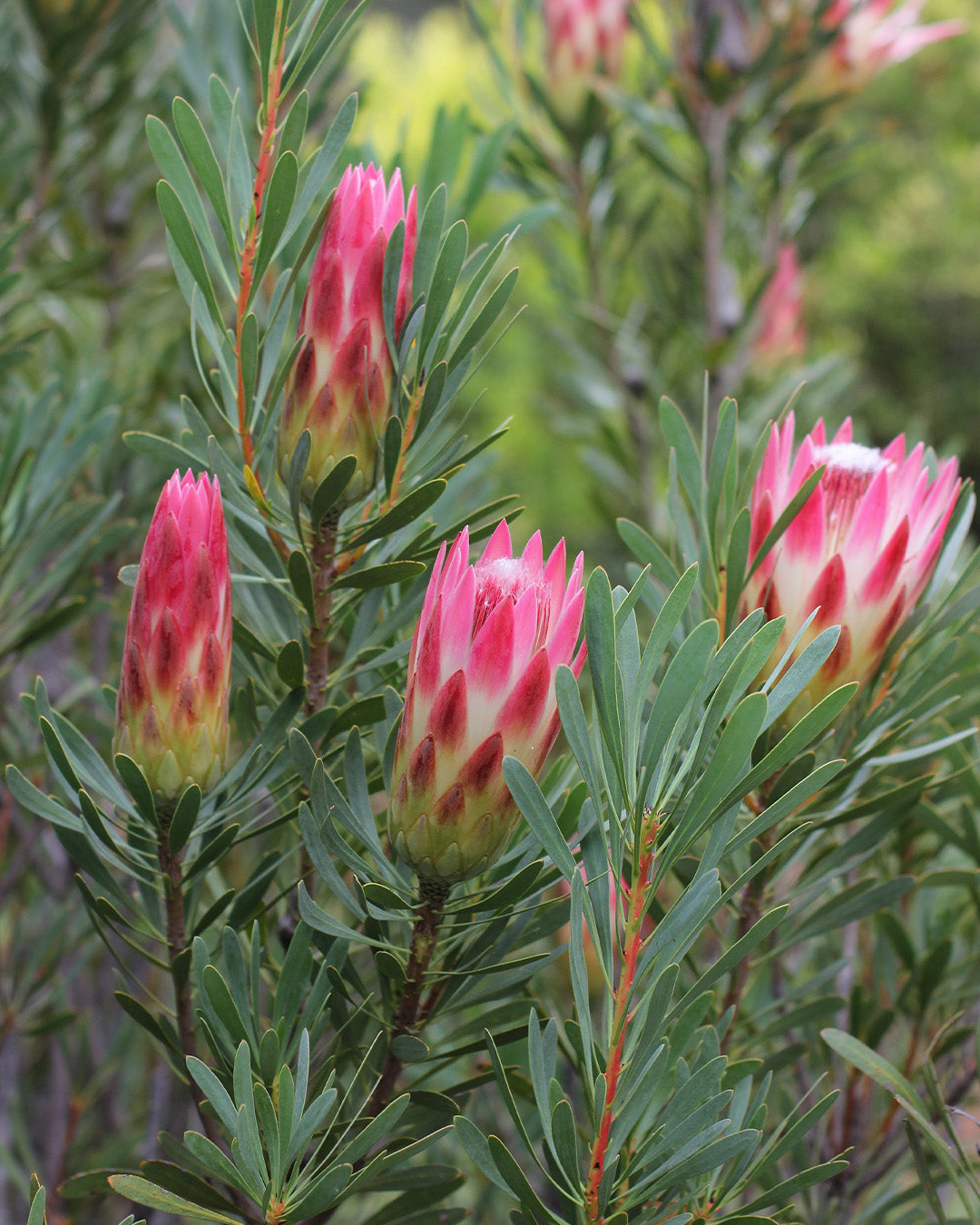 Protea Ruby Blush