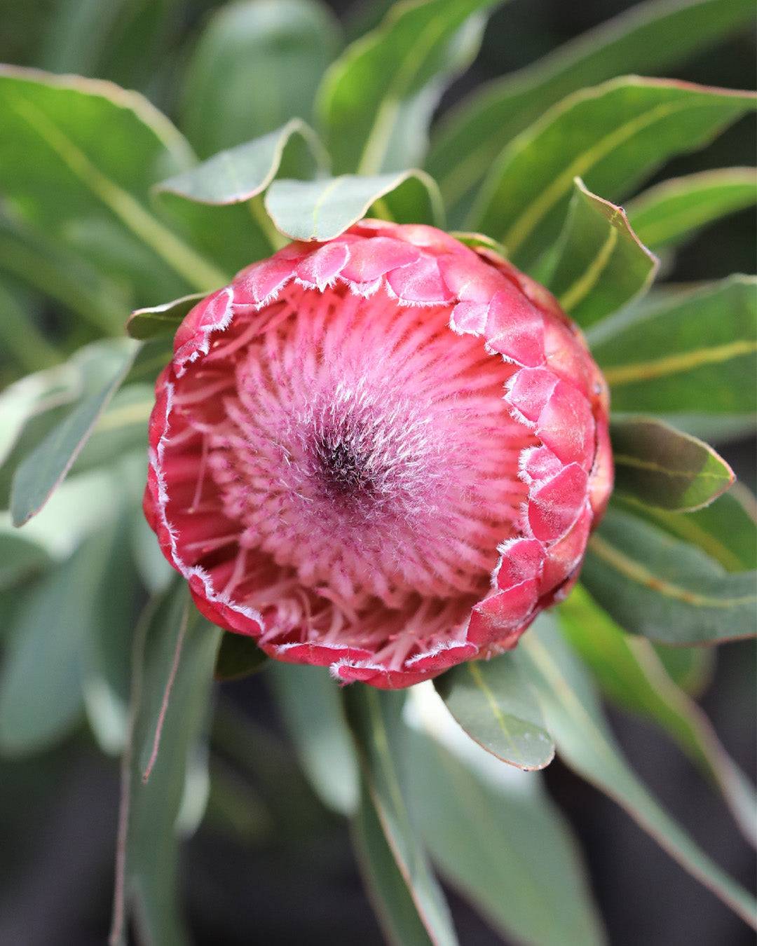 Protea Special Pink Ice