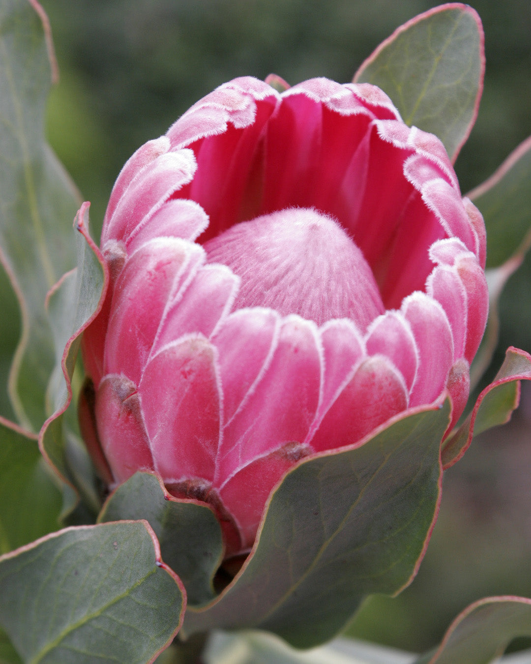 Protea Stately