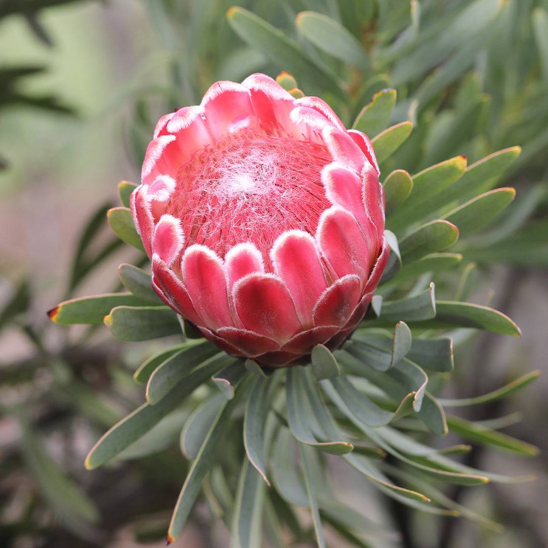 Protea Venus