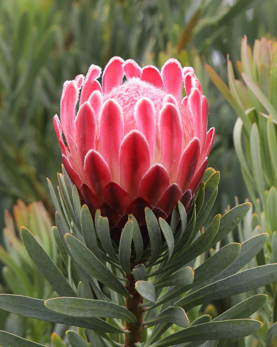 Protea Venus