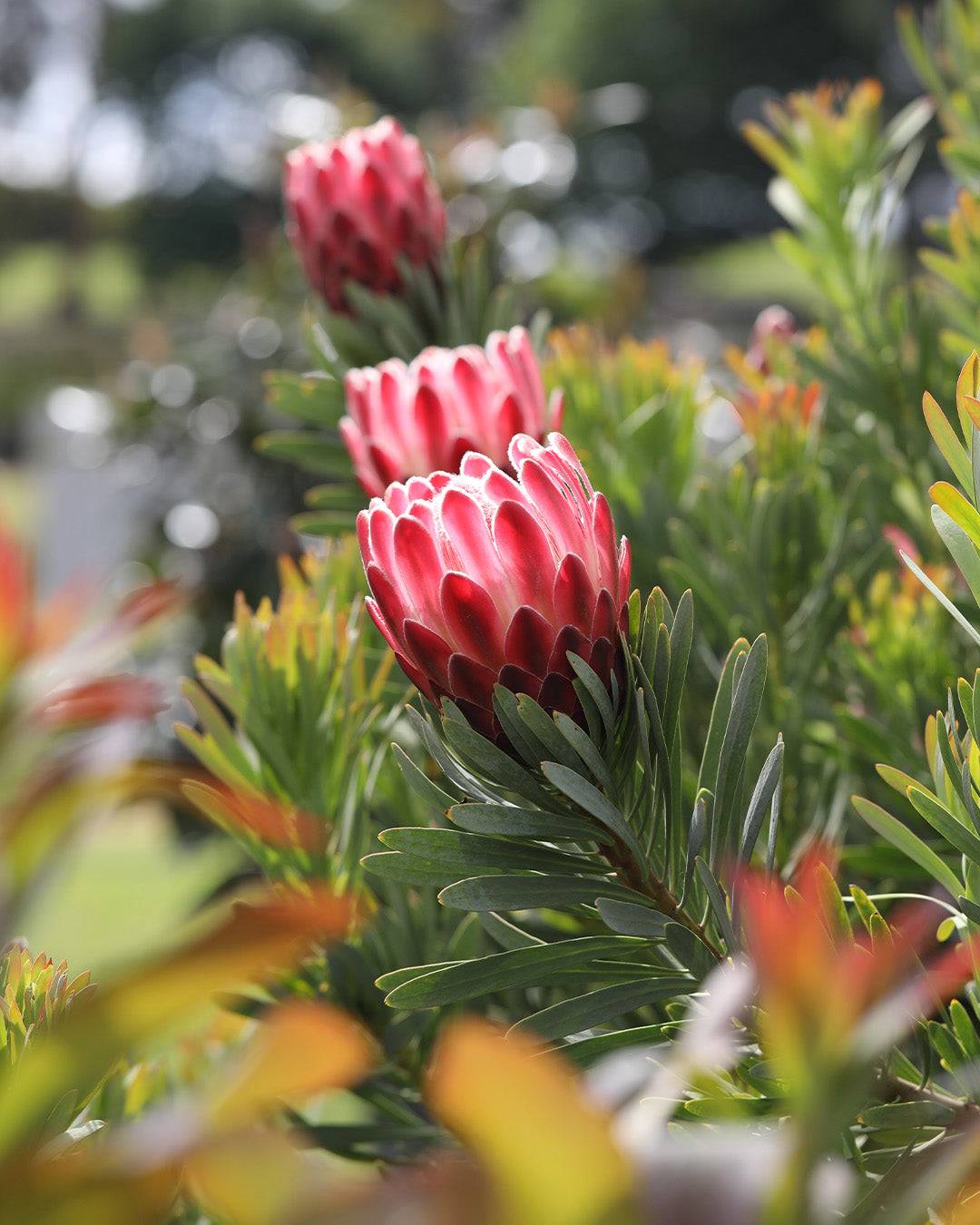 Protea Venus