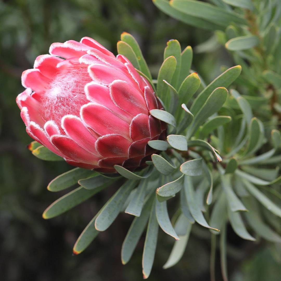 Protea Venus