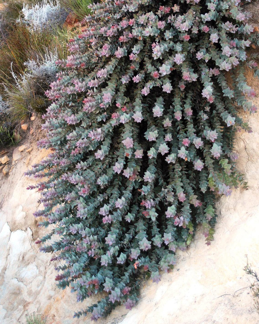Protea amplexicaulis