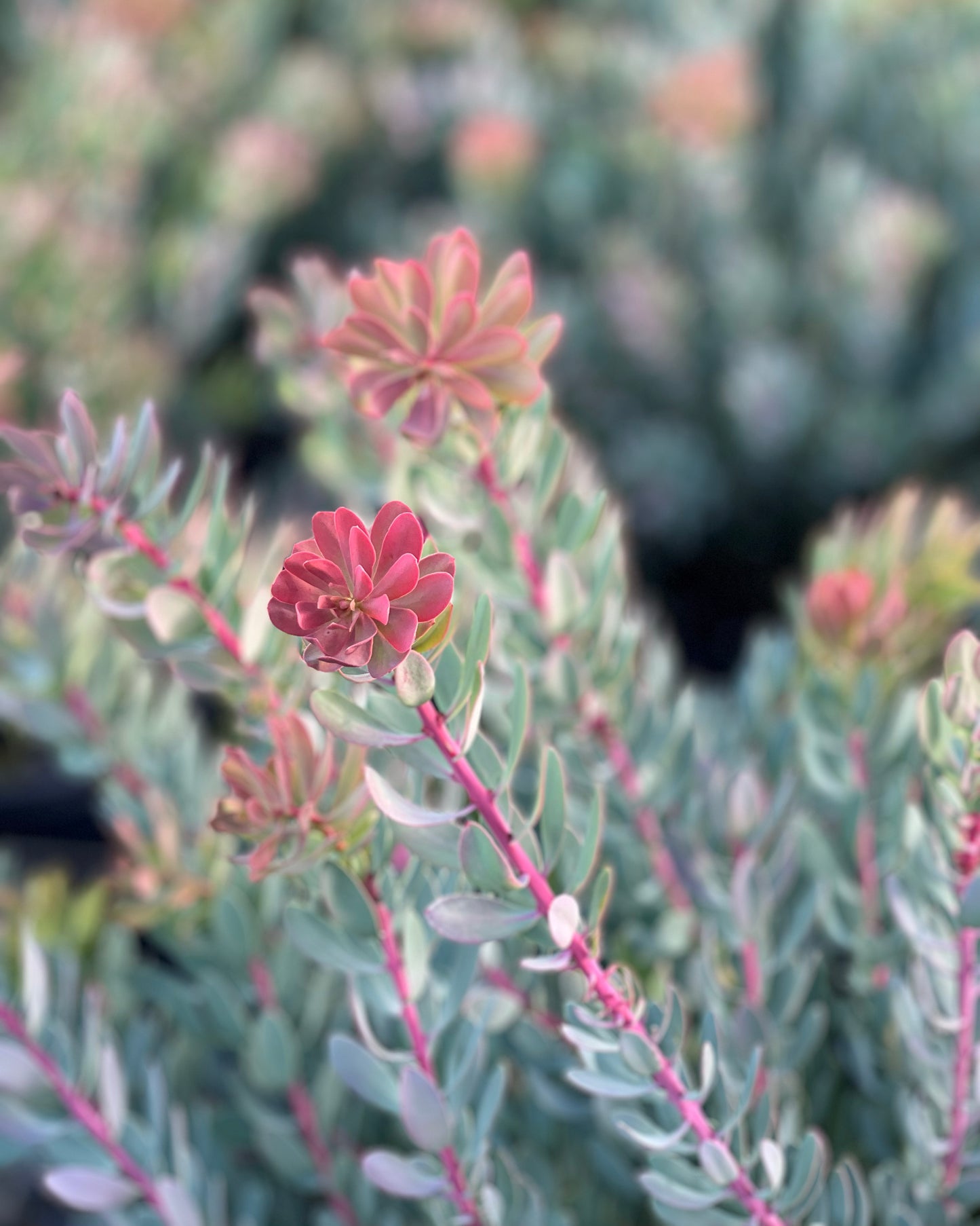 Protea Sulphurea Foliage