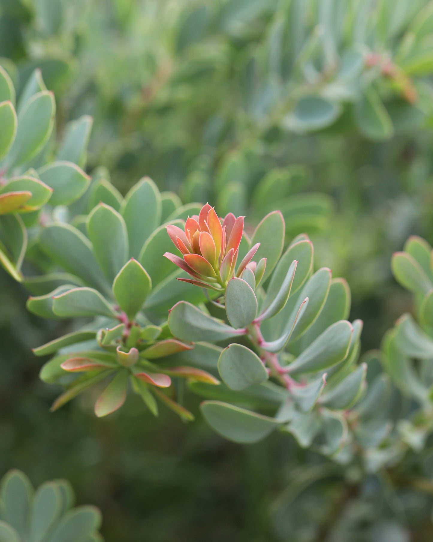 Protea Sulphurea
