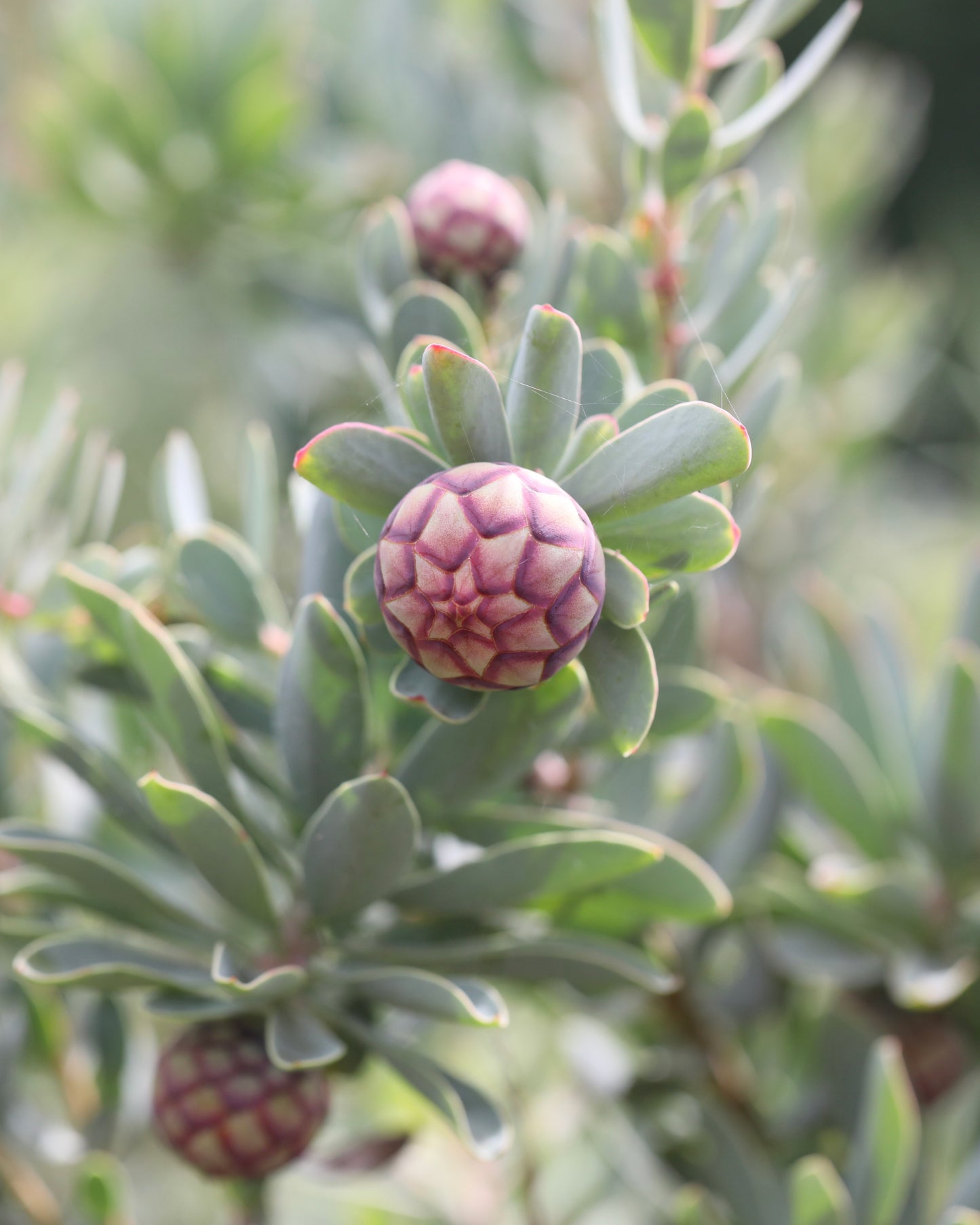 Protea Sulphurea