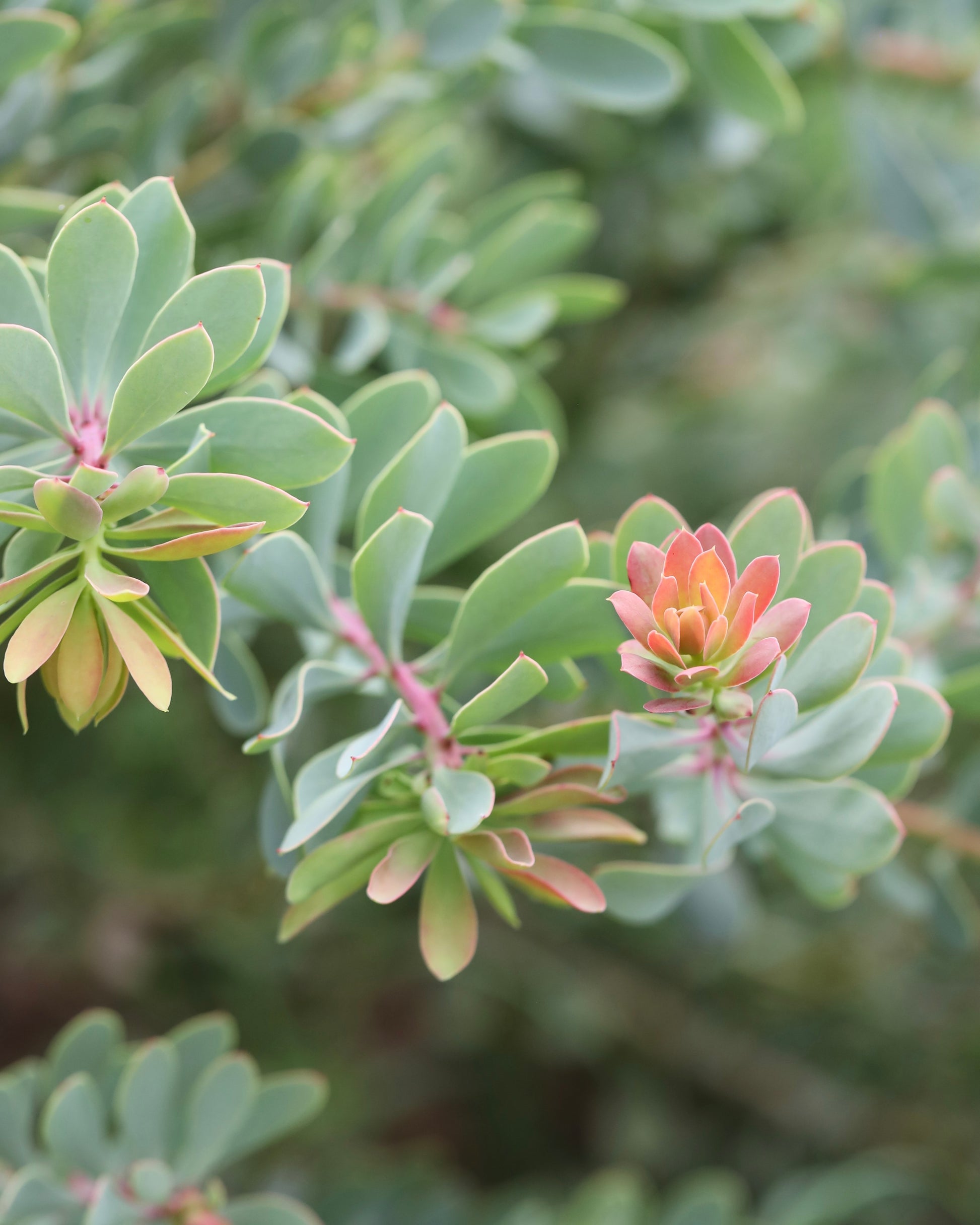 Protea Sulphurea