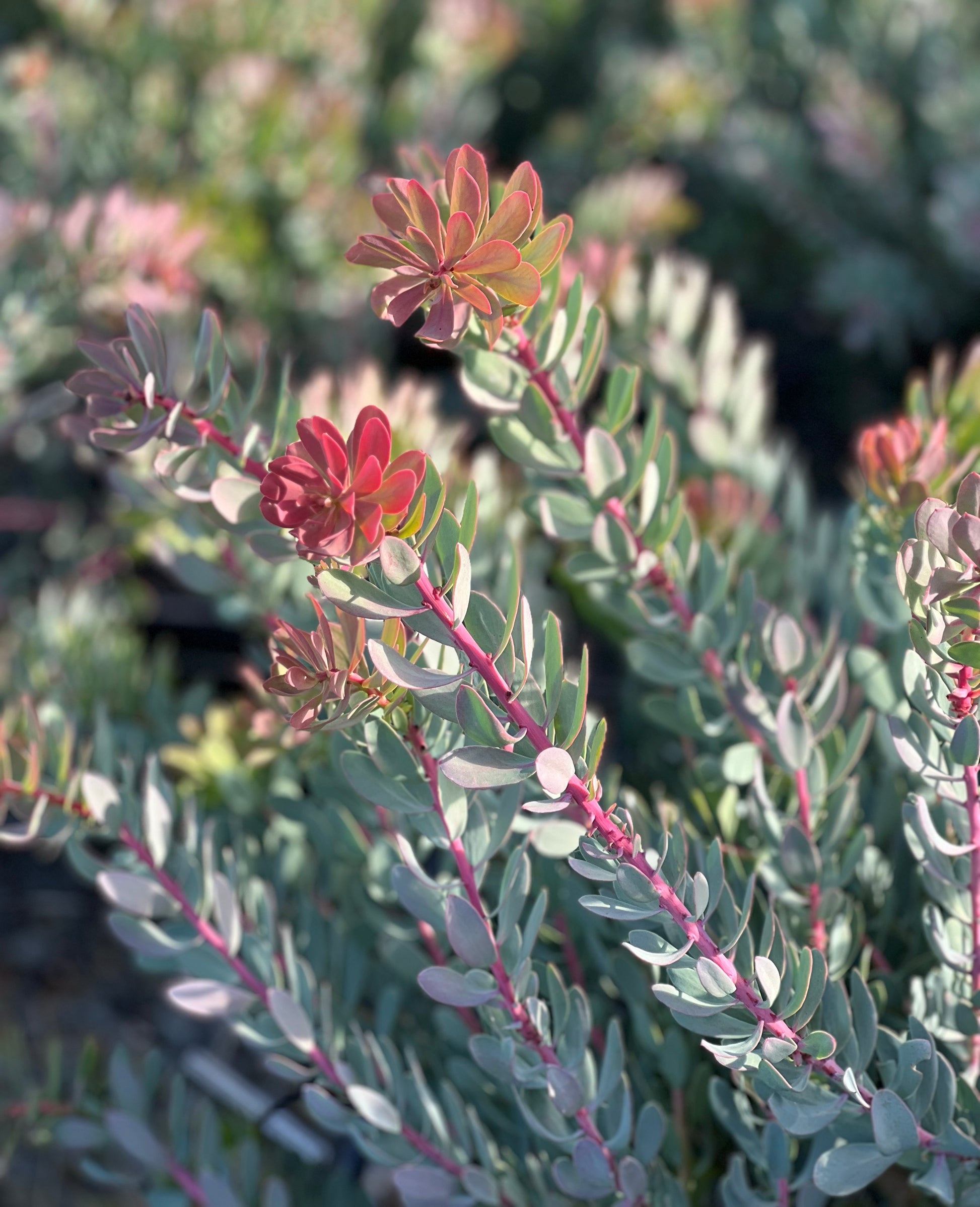 Protea Sulphurea