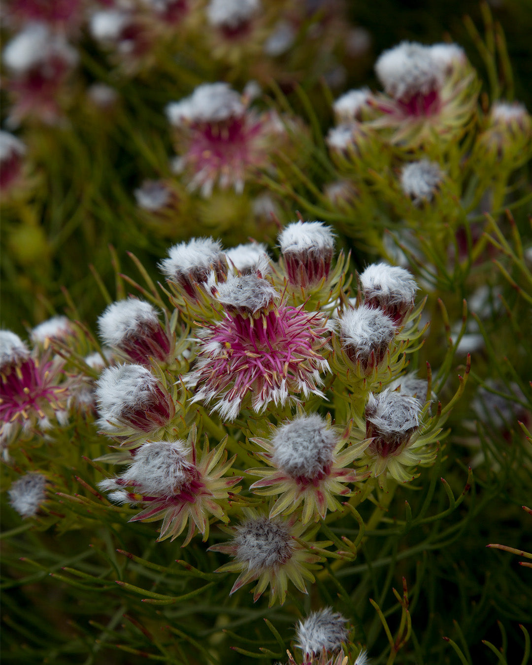 Serruria Raspberry Burst