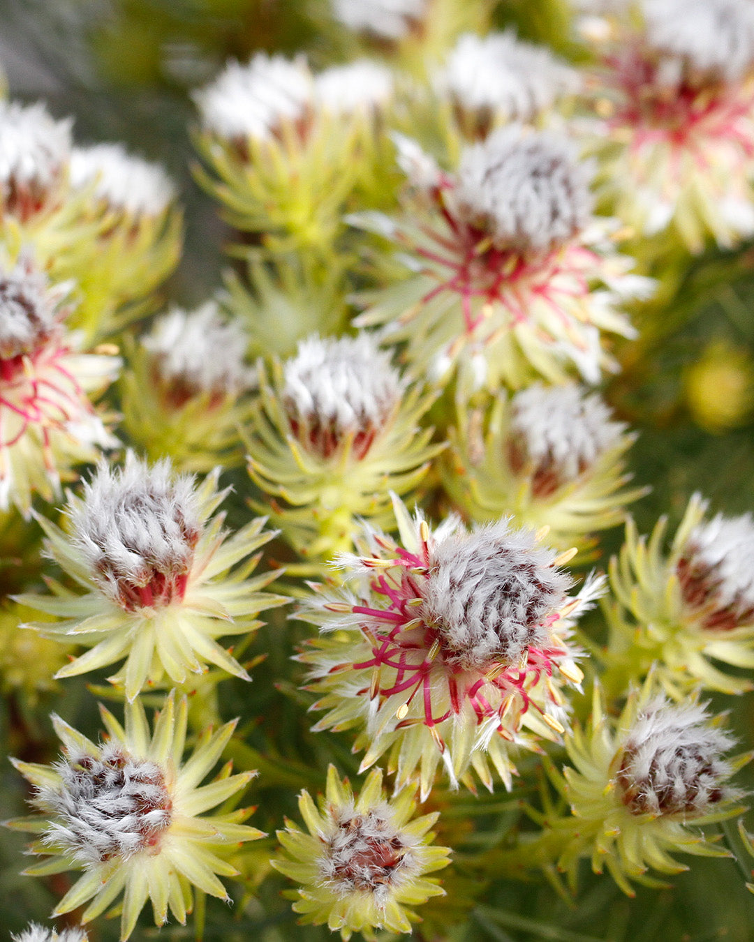 Serruria Raspberry Burst