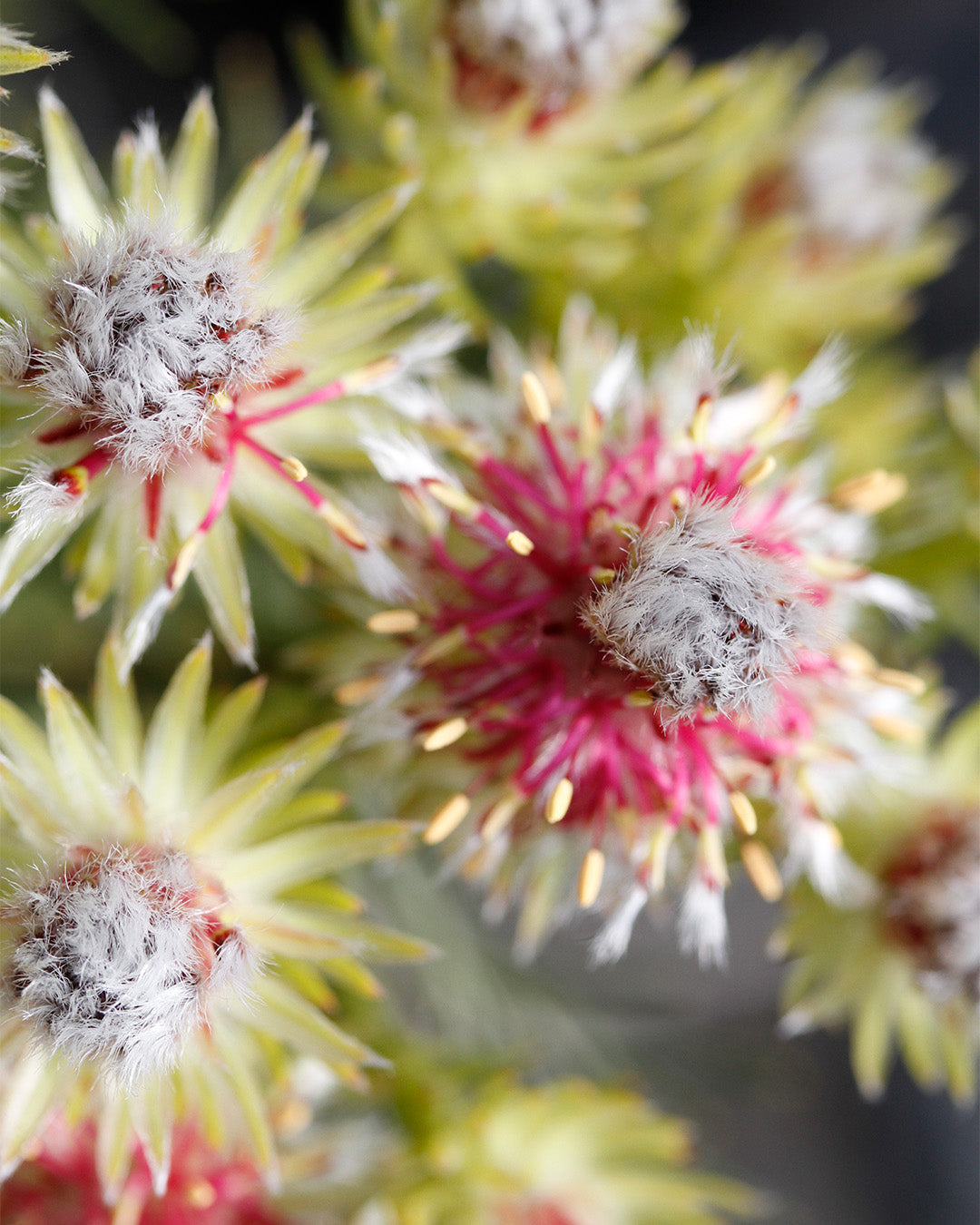 Serruria Raspberry Burst Flowers