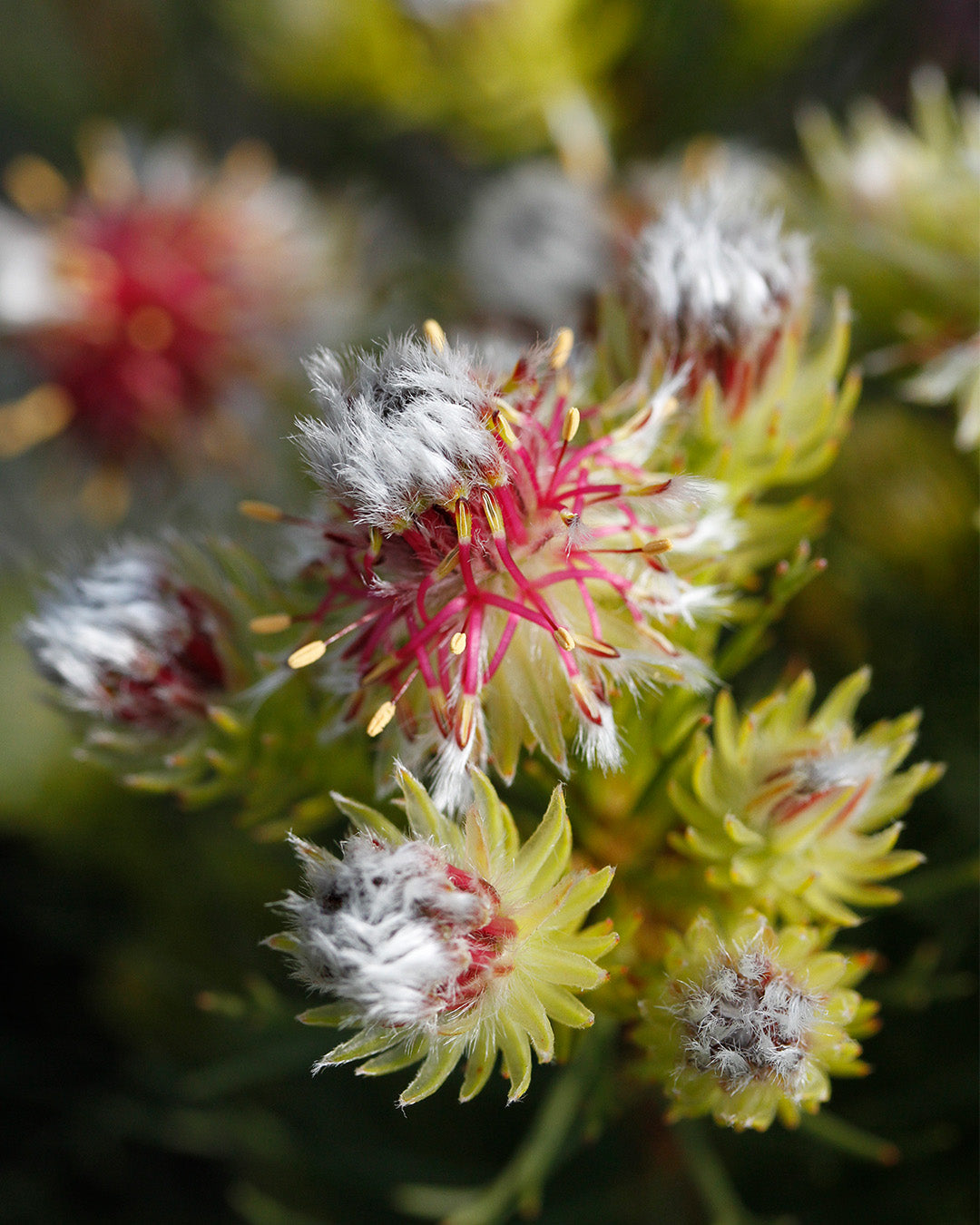 Serruria Raspberry Burst