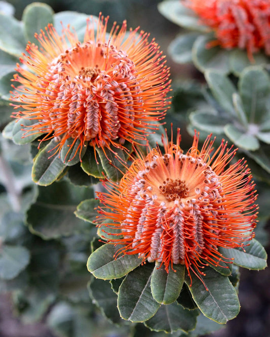 Scarlet Honey Possum - Banksia coccinea