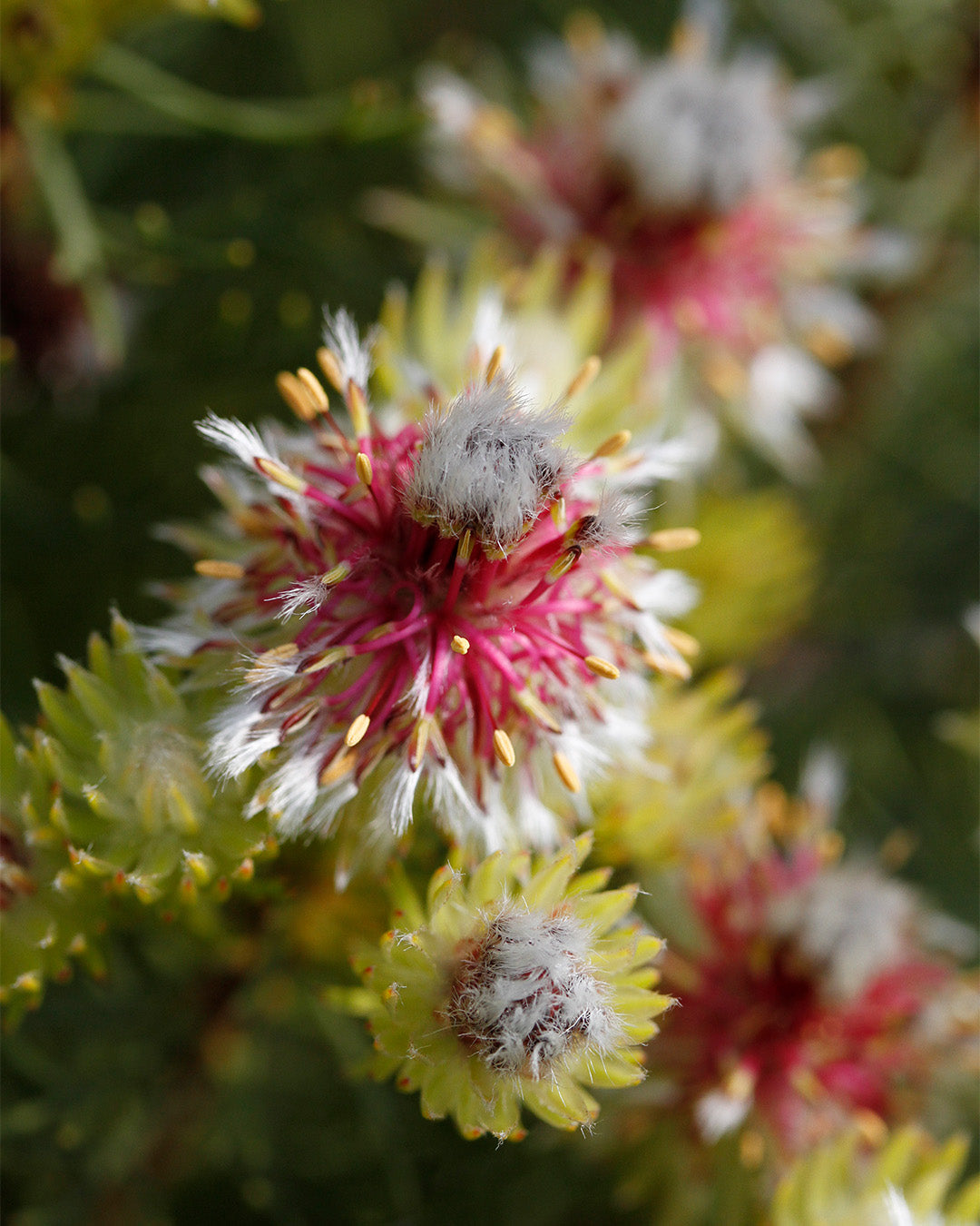 Serruria Raspberry Burst