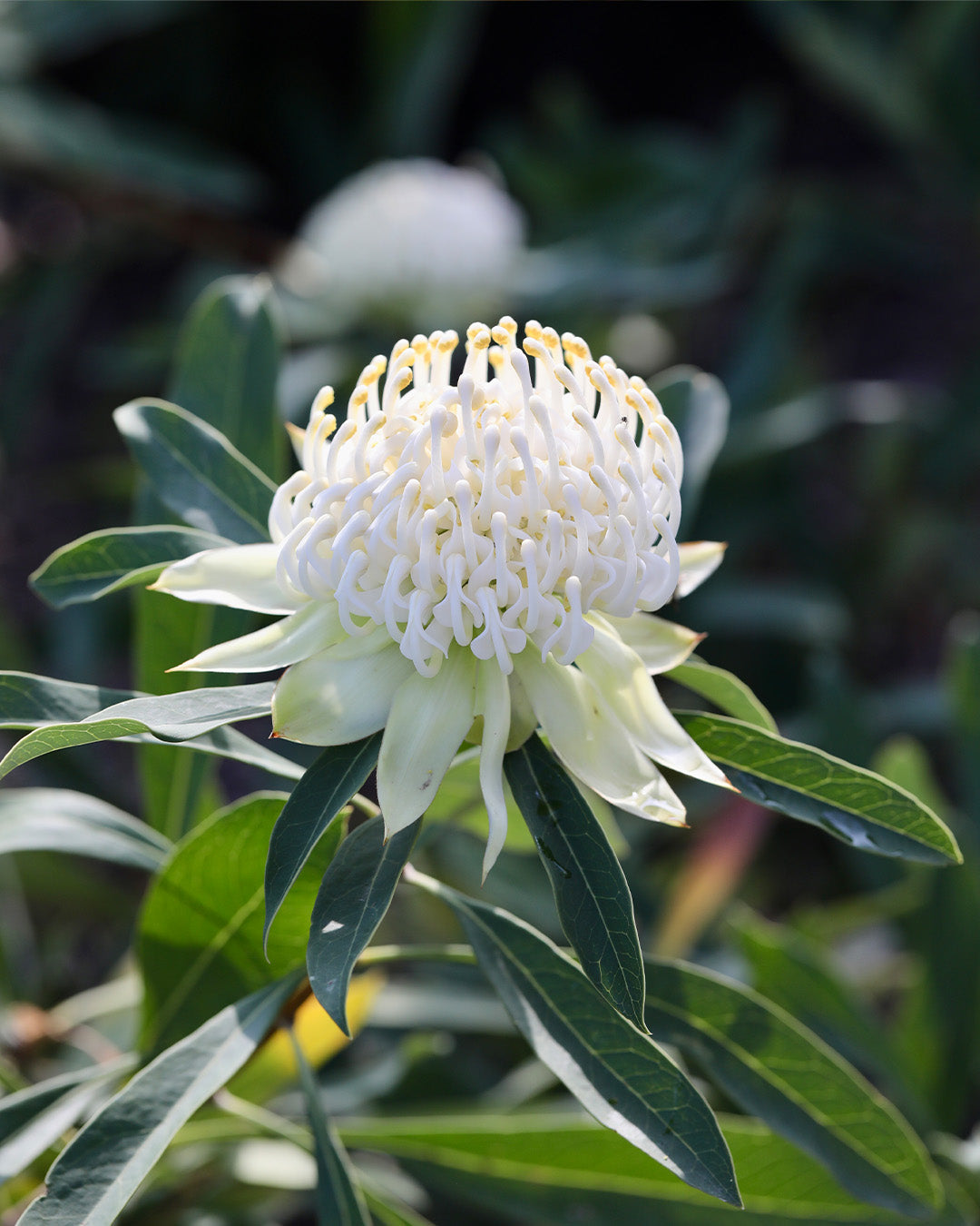 Shady Lady White Waratah