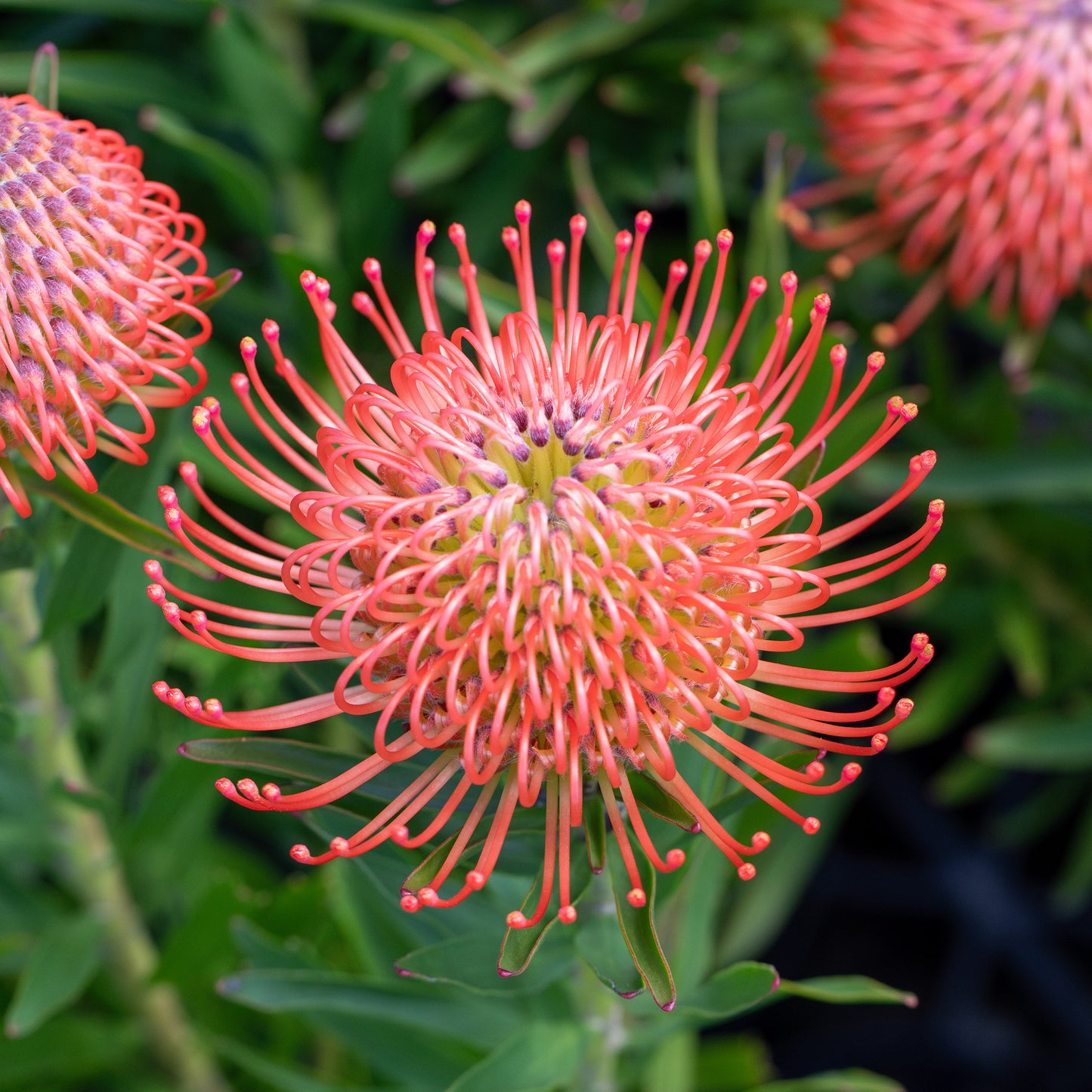 Leucospermum So Successful