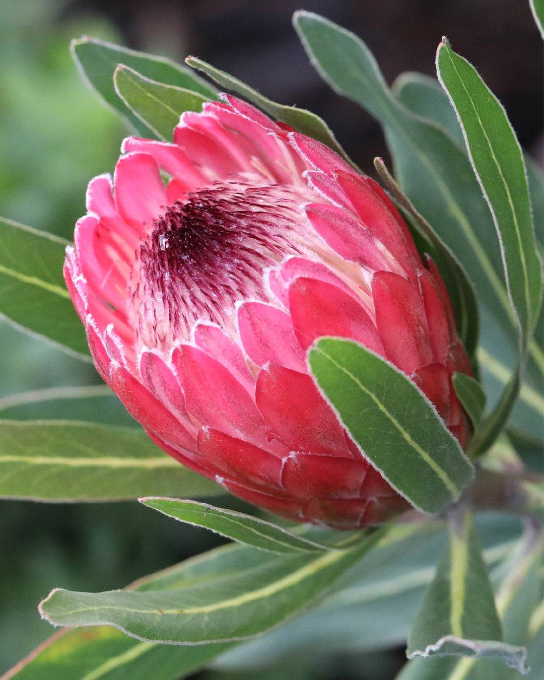 Protea Special Pink Ice