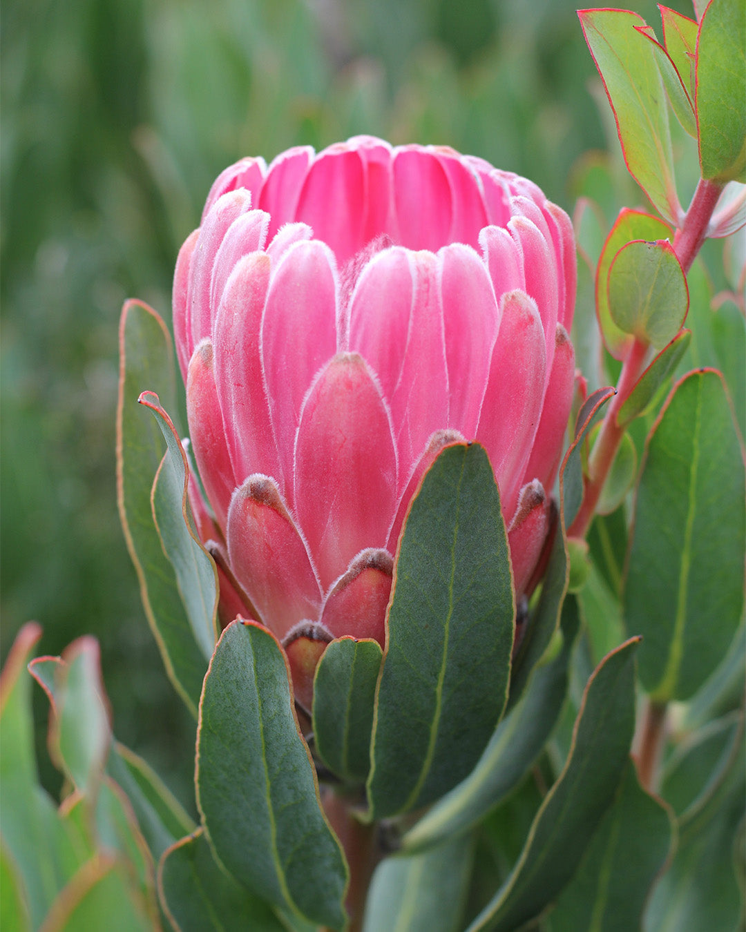 Protea Stately