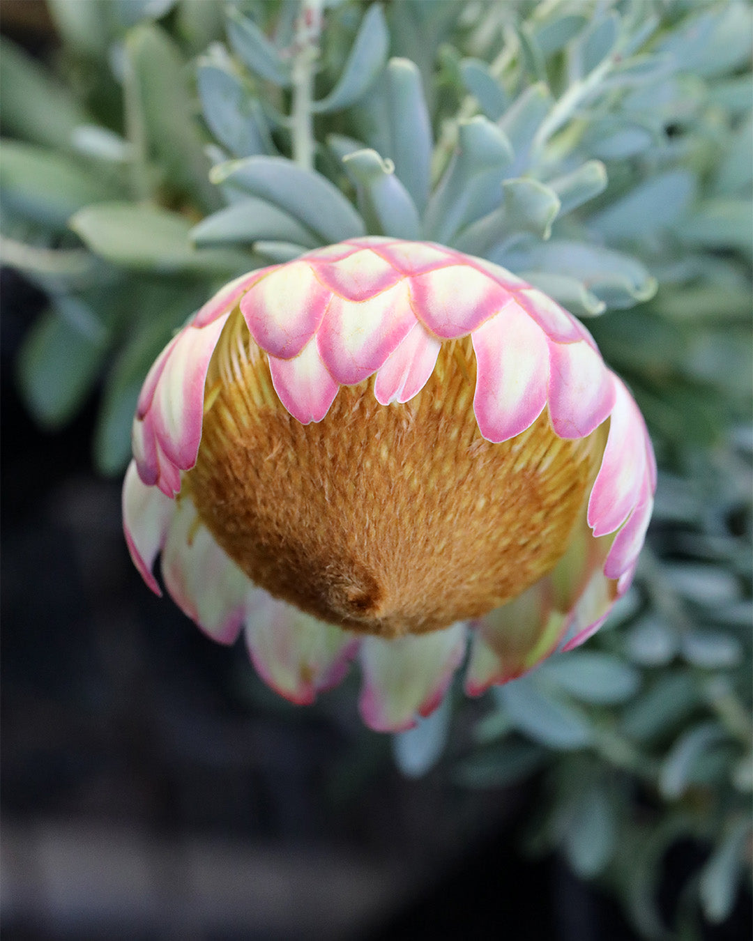 Protea Sulphurea