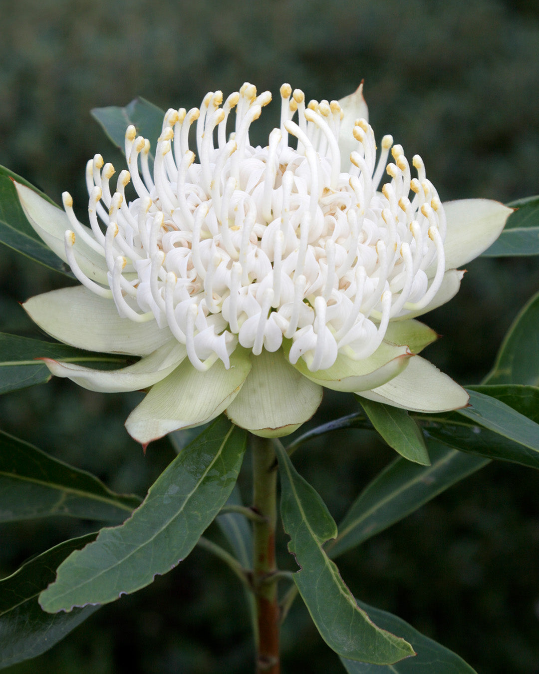 Telopea Shady Lady White Waratah