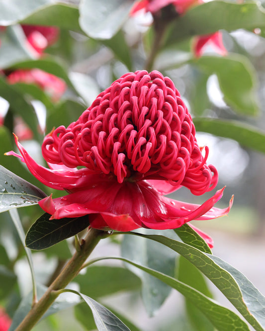 Shady Lady Red Waratah