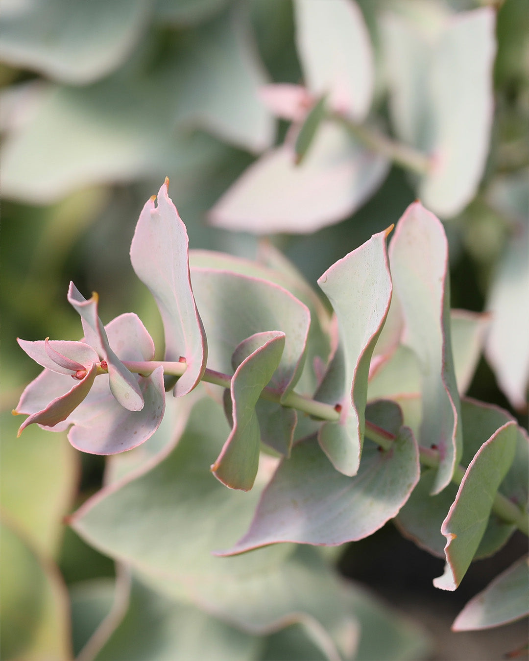 Amplexicaulis Protea
