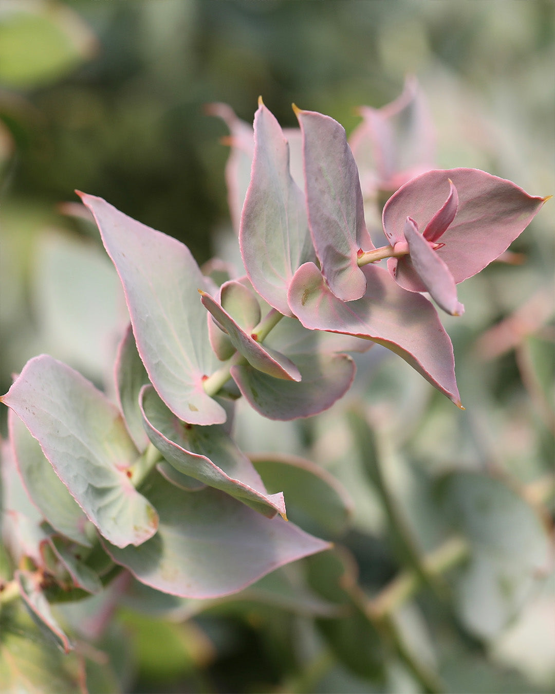 Protea amplexicaulis