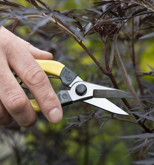 Niwaki Mainichi Snips