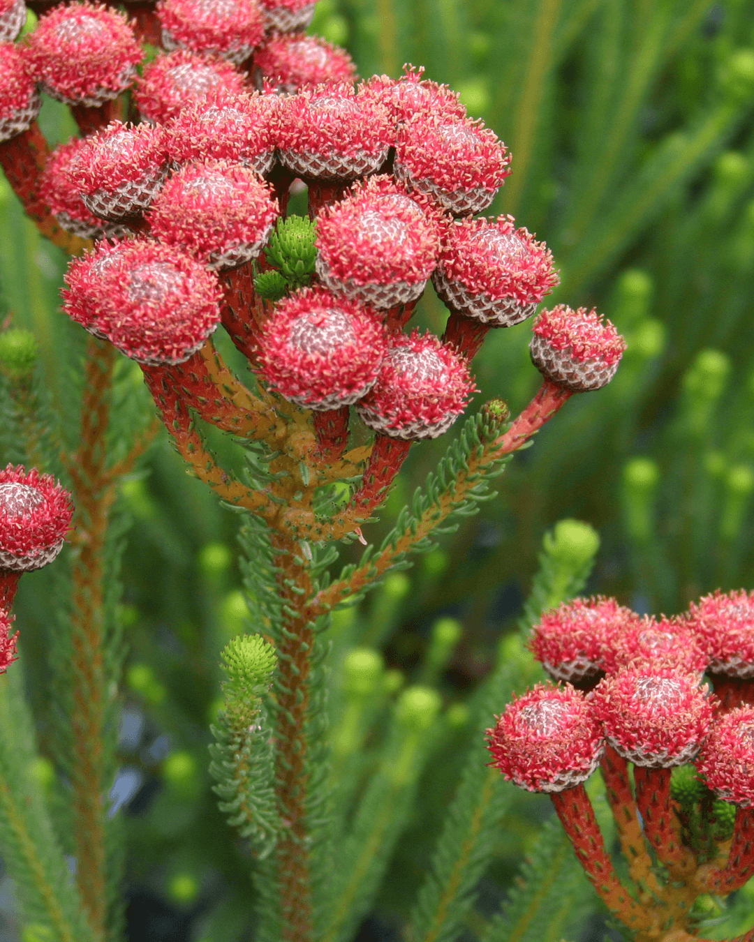 Majira Berzelia Stokoei_Protea Plants