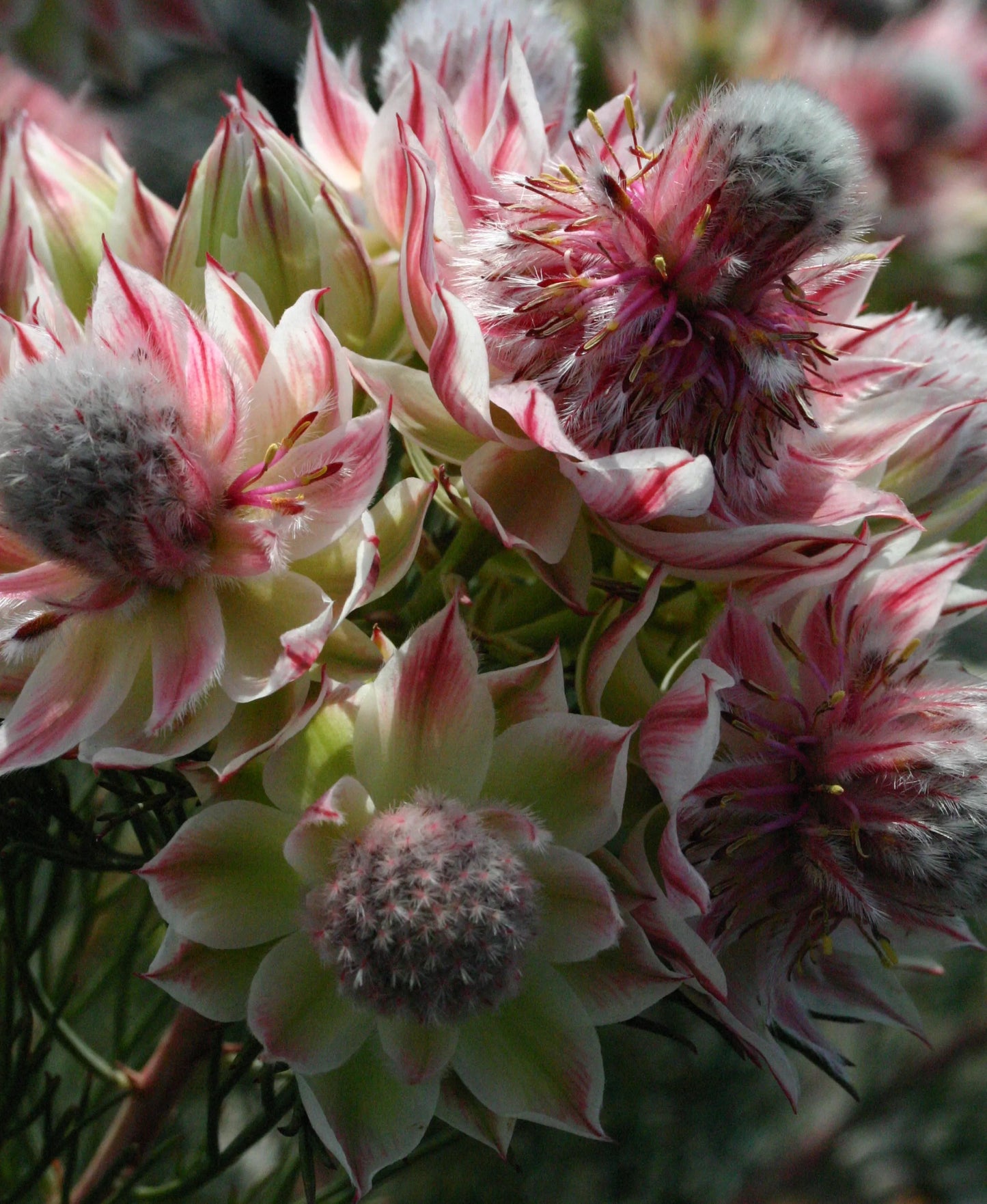 Serruria Pretty N Pink
