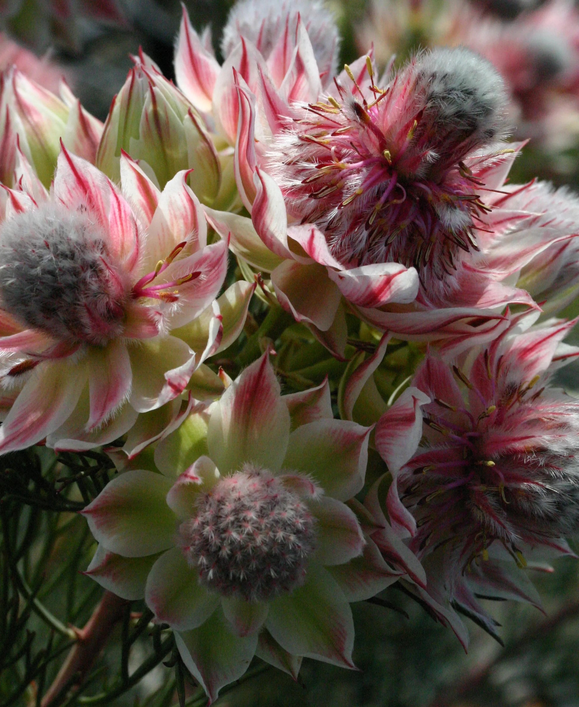 Serruria Pretty N Pink