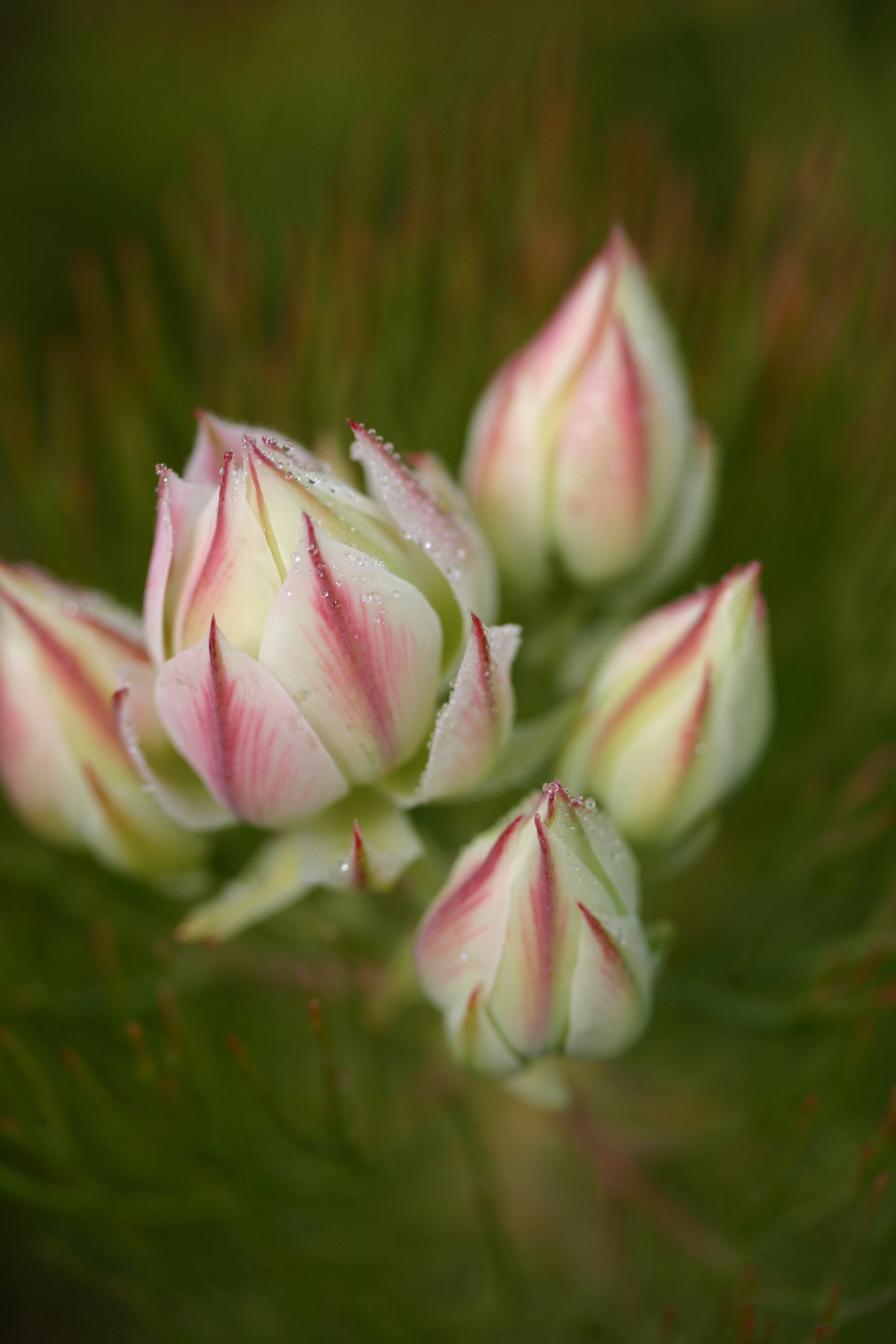 Serruria Pretty N Pink