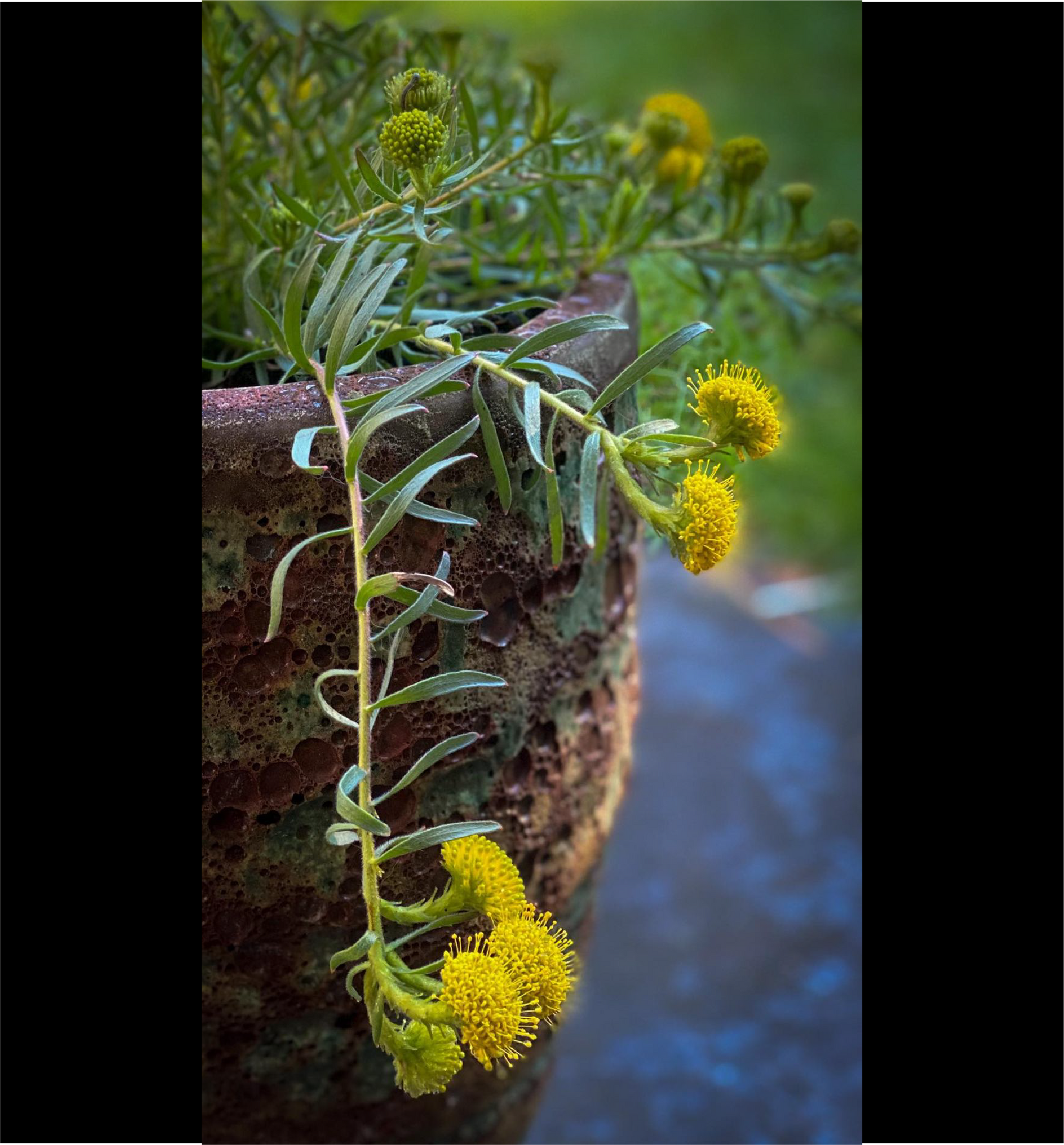 Leucospermum Prostratum - Proteaflora