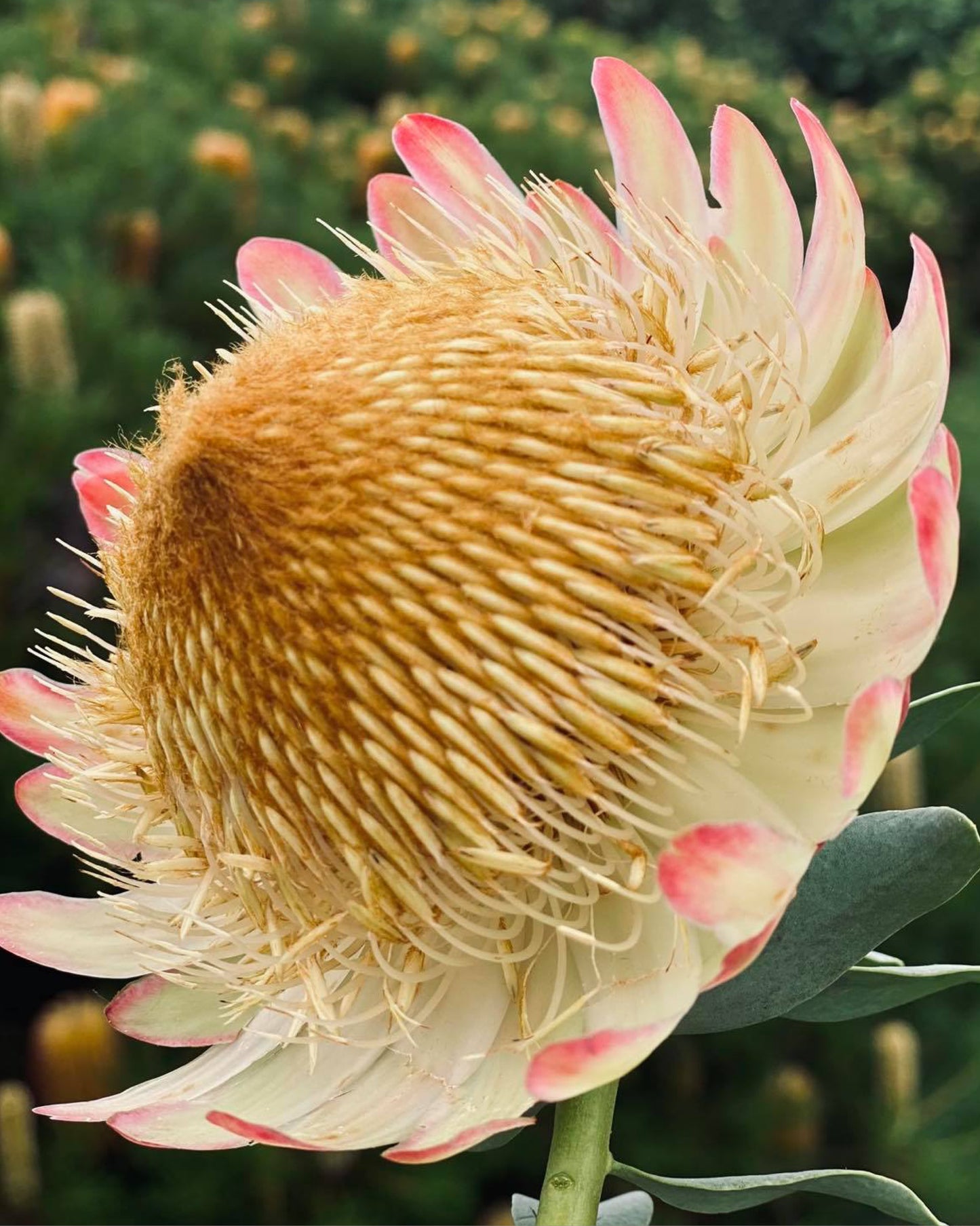 Protea Sulphurea Flower