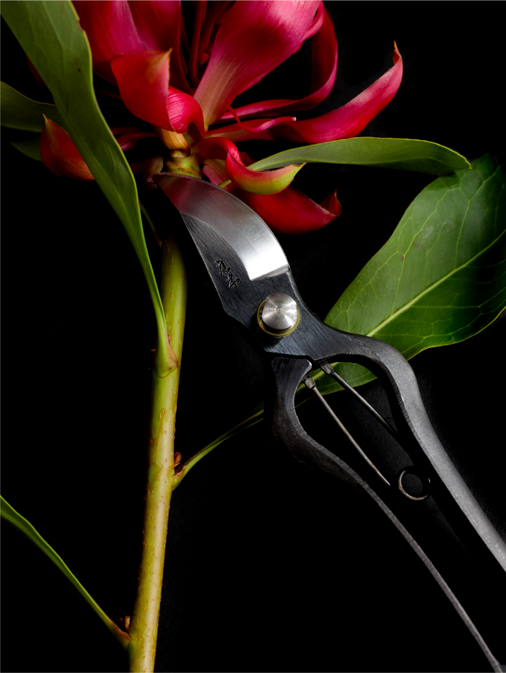 Niwaki Sentei Secateurs - Proteaflora