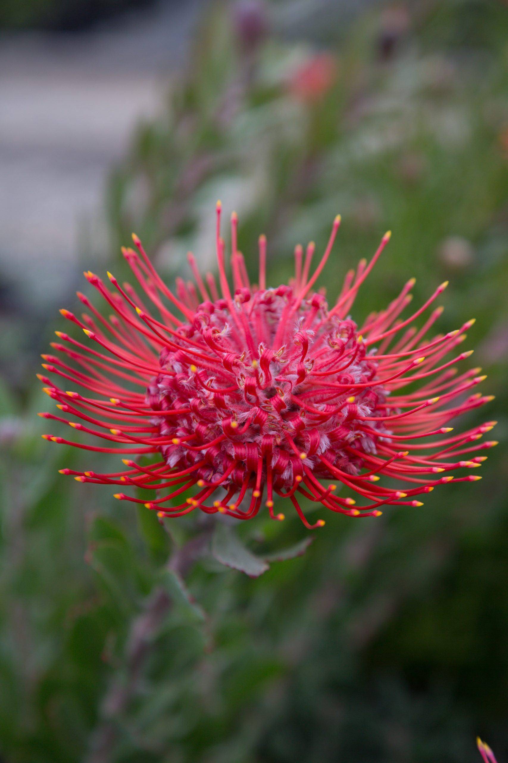 Leucospermum Red Phantom