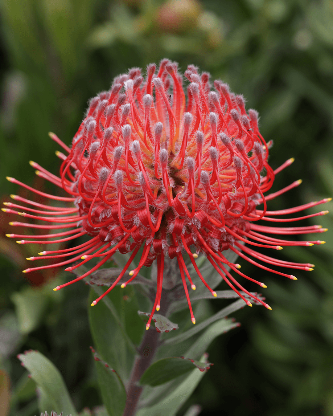 Leucospermum Red Phantom