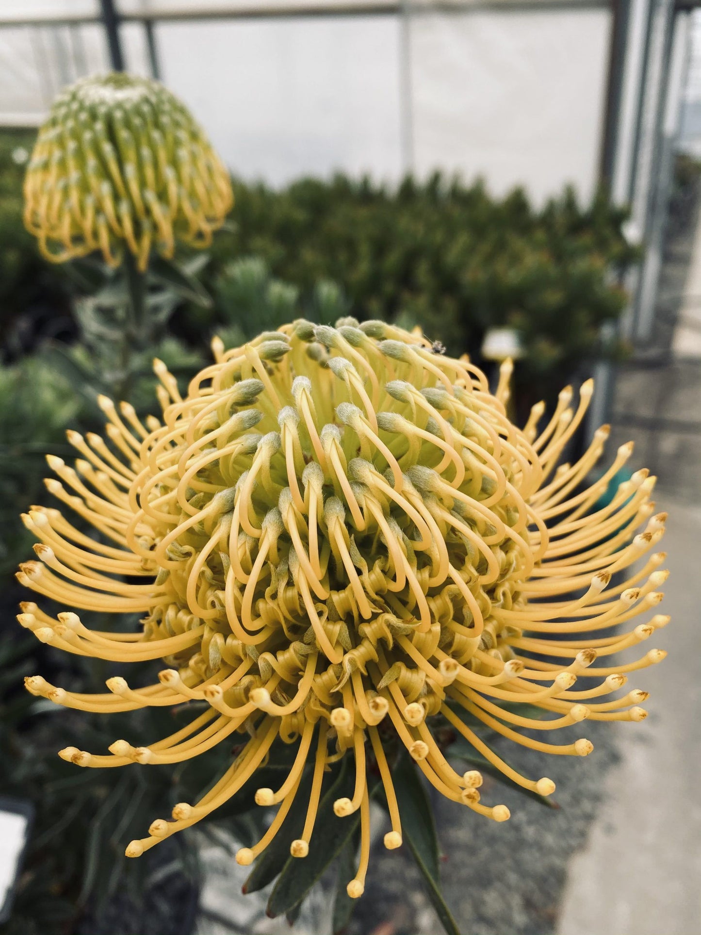 Leucospermum So Majestic - Proteaflora