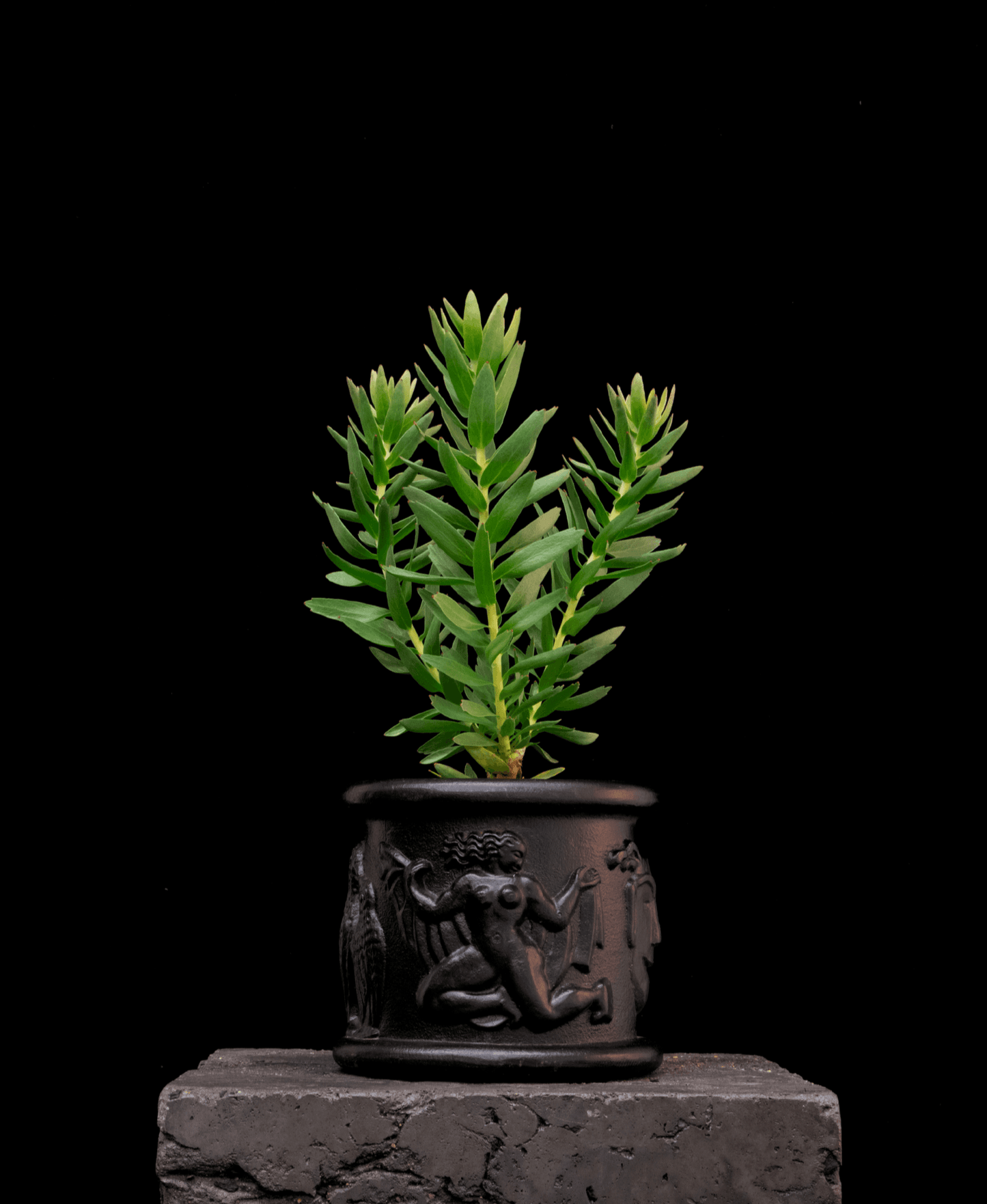 Leucospermum So Majestic - Proteaflora