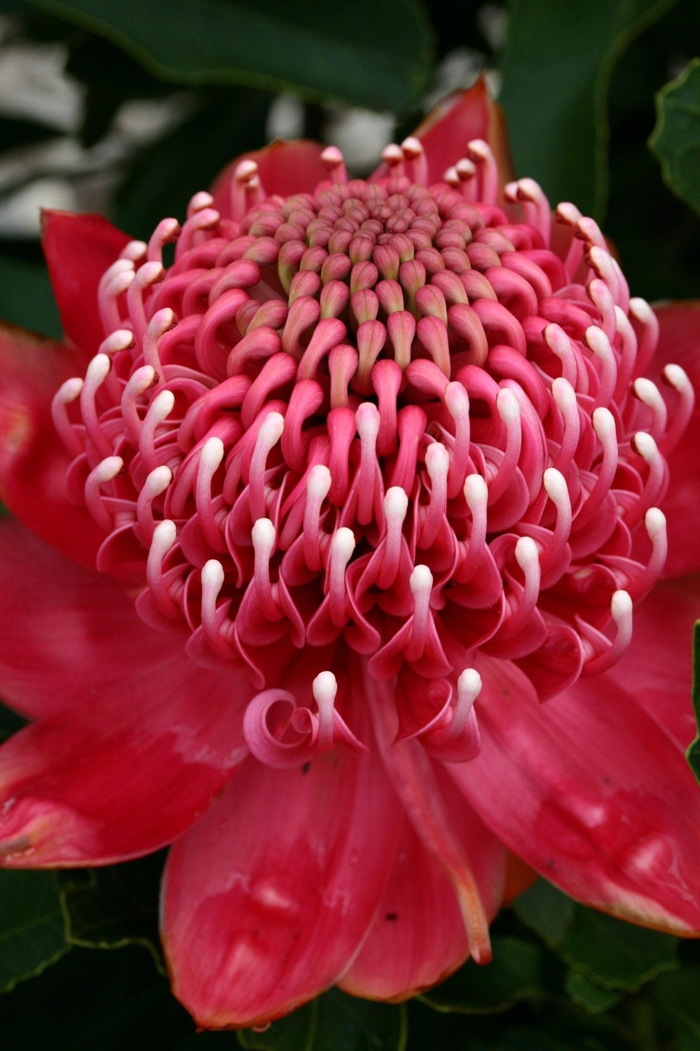 Enchanted Red Waratah Flower