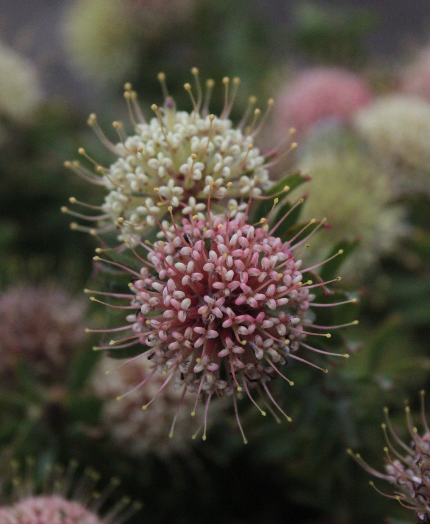 Hullabaloo - Leucospermum - Proteaflora
