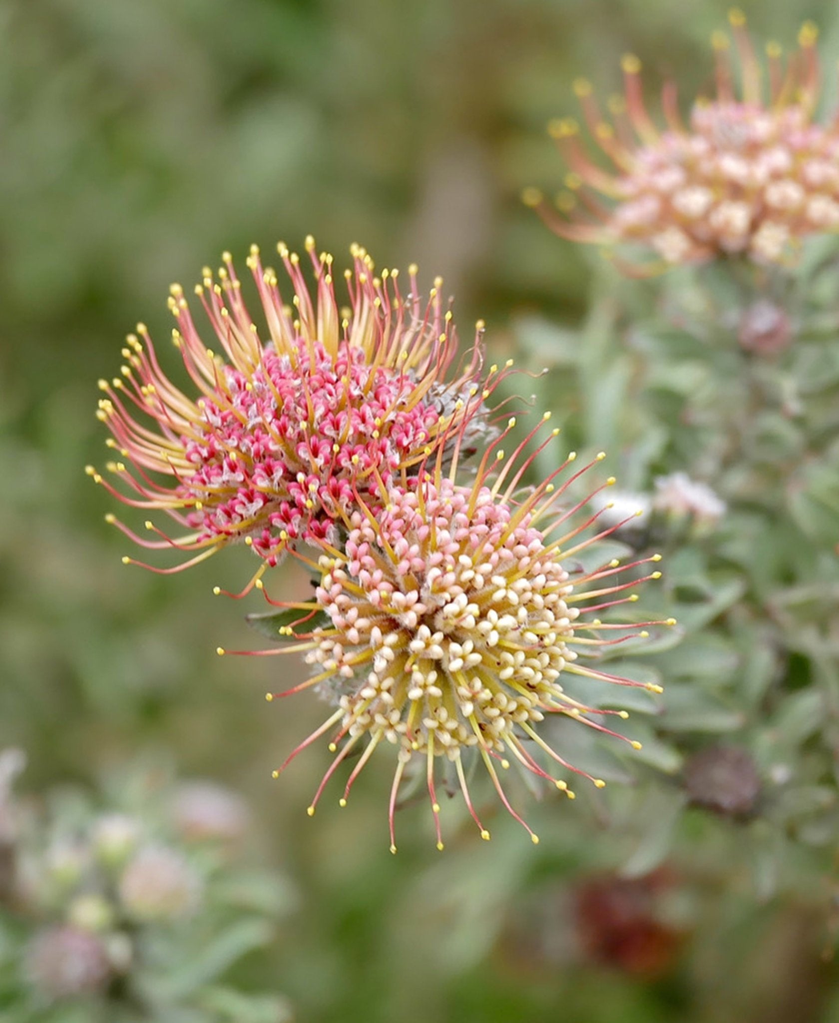 Hullabaloo - Leucospermum - Proteaflora