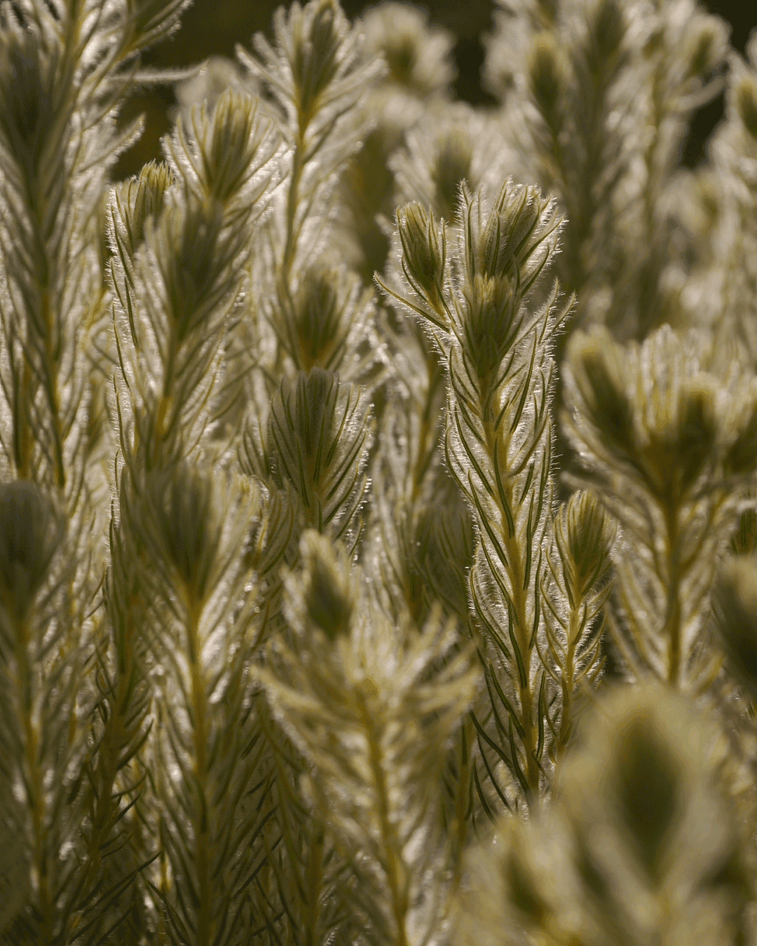 Phylica Hydra Plant