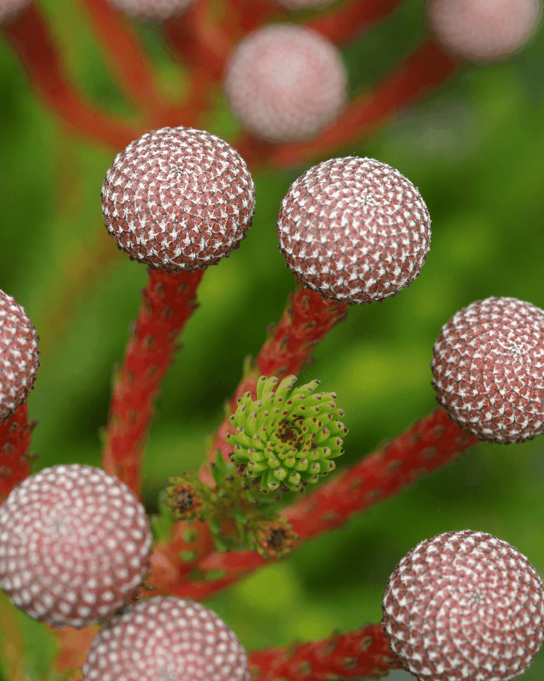 Majira Berzelia Stokoei_Protea Plants