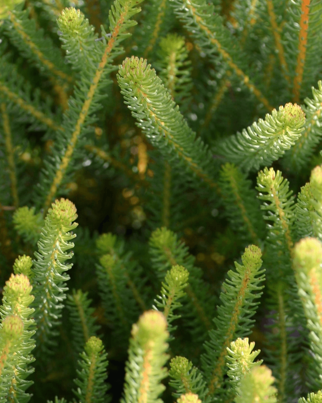Majira Berzelia Stokoei_Protea Plants