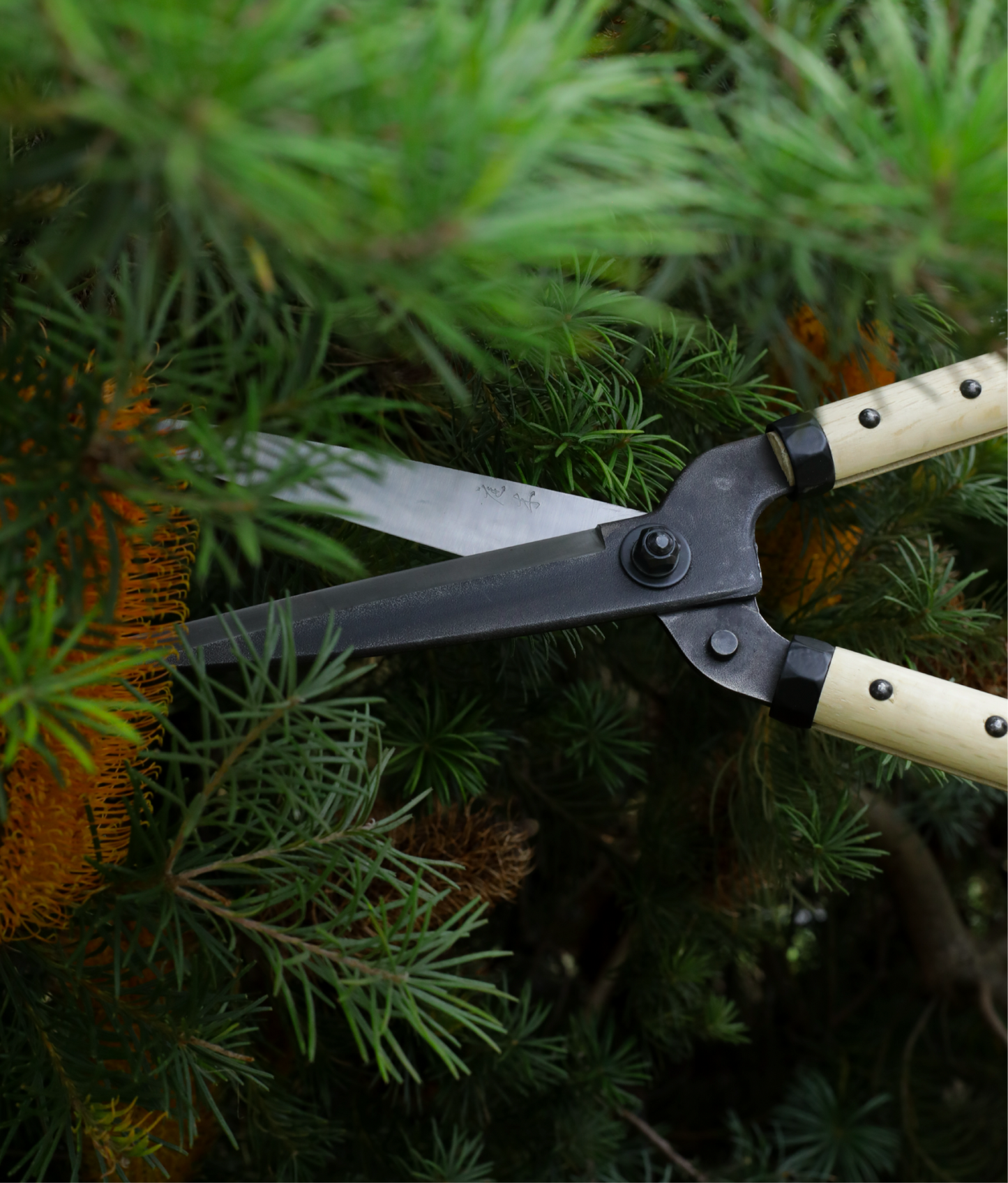 Niwaki Garden Shears + Sheath