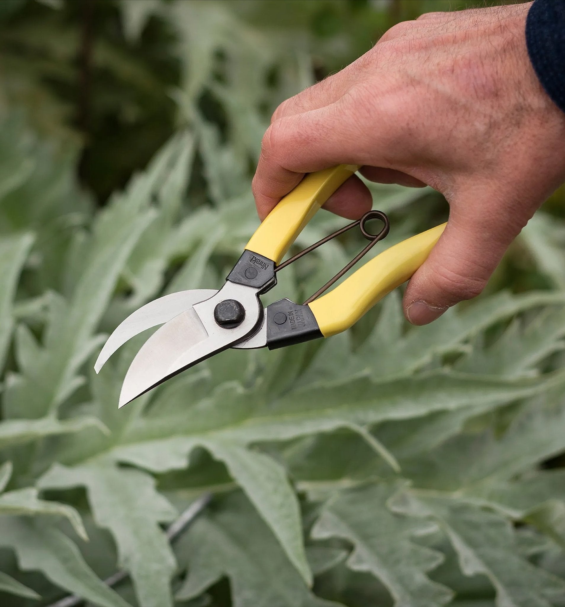 Niwaki Mainichi Secateurs - Proteaflora