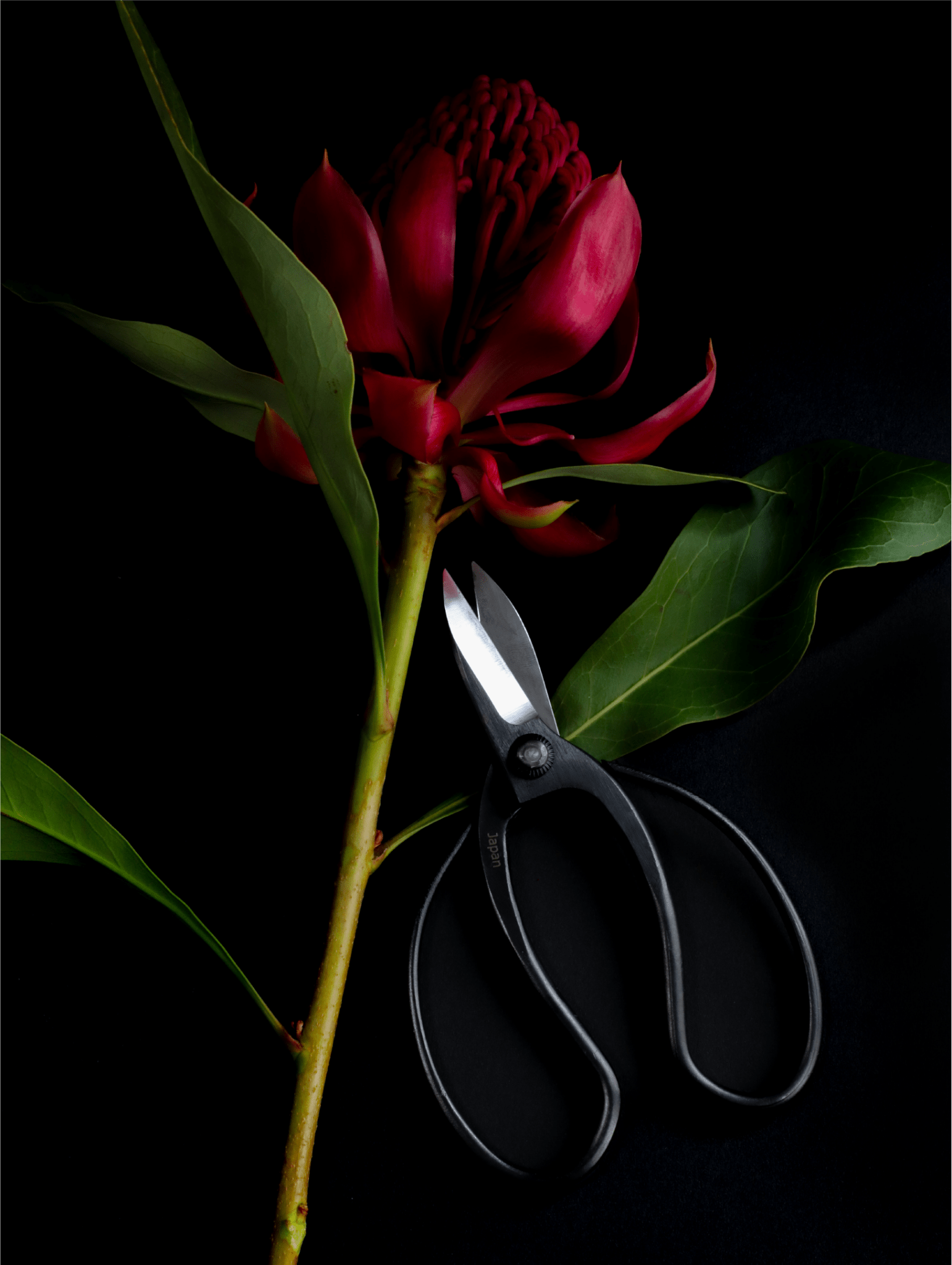 Niwaki Sentei Garden Scissors - Proteaflora